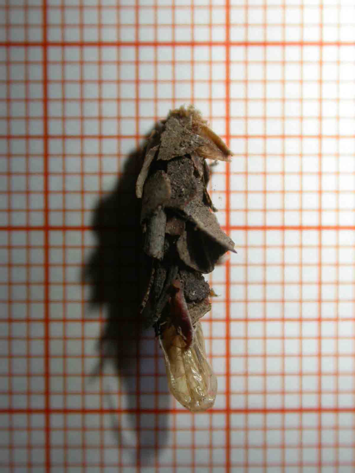 Astuccio Penestoglossa dardoinella (Lep. Psychidae)