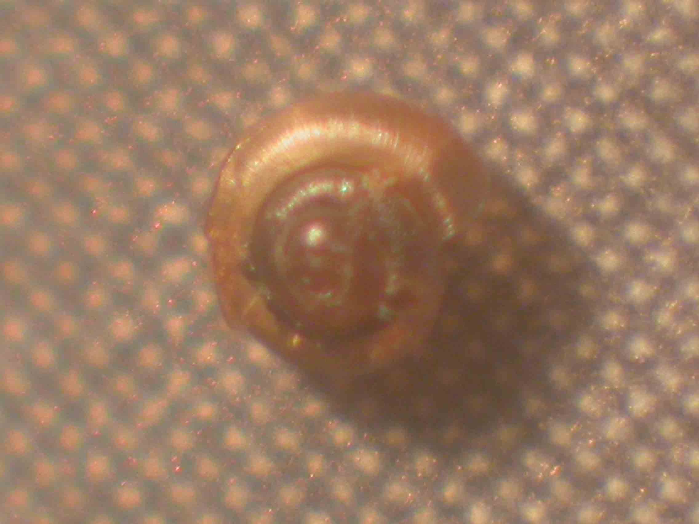 Micromollusco 1 [Punctum pygmaeum]