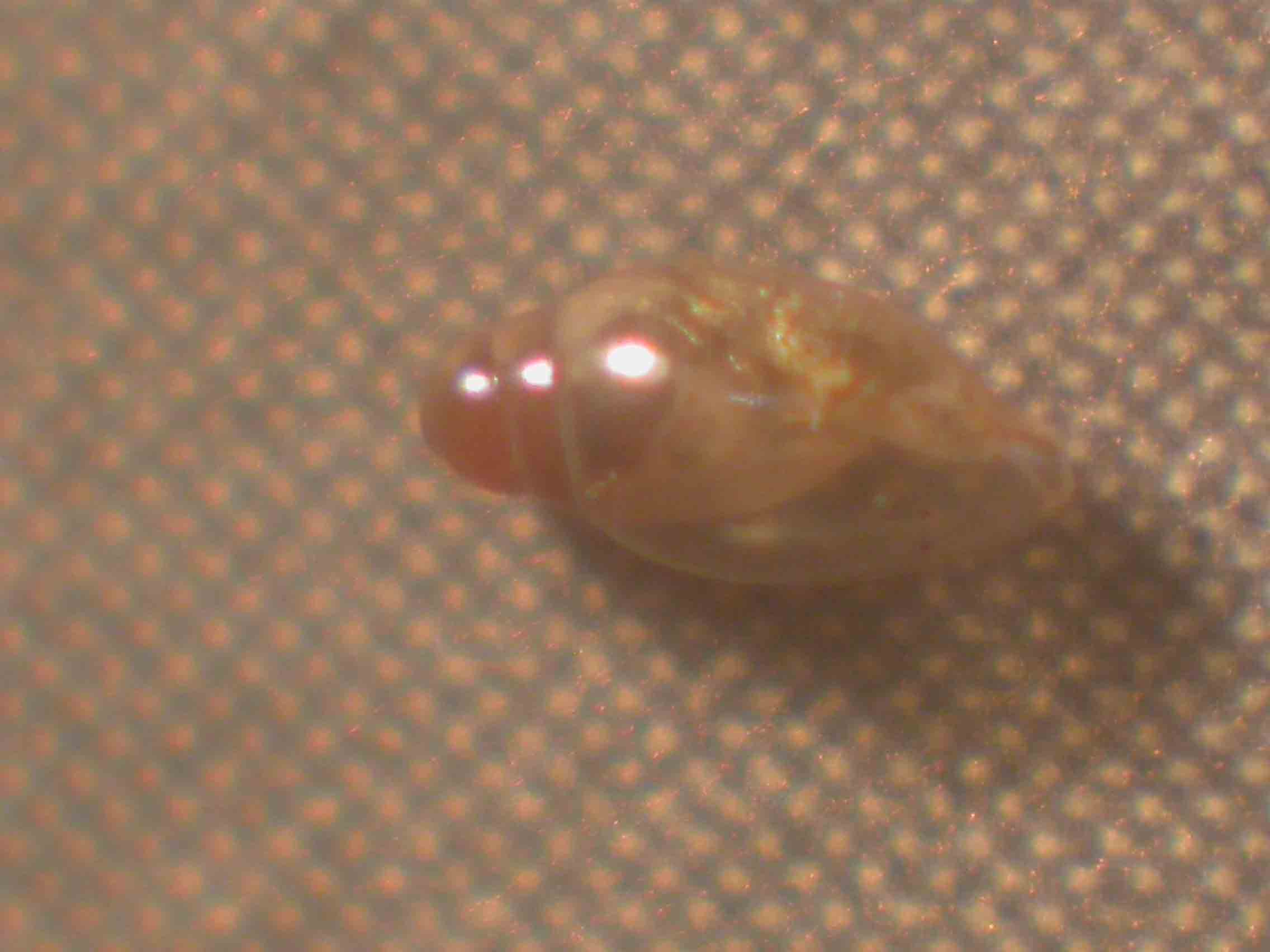 Micromollusco 2 [Hohenwartiana hohenwarti juv.]