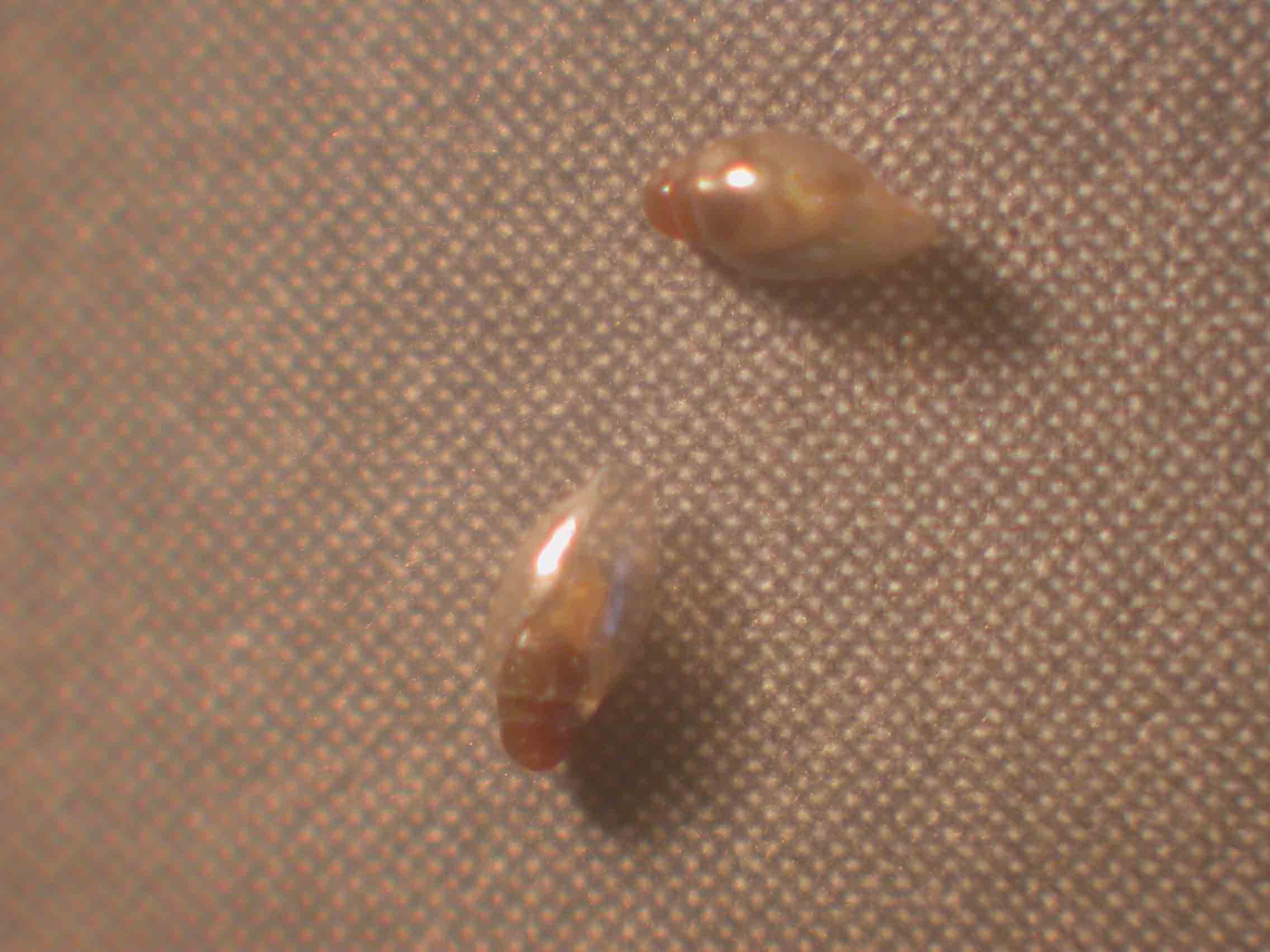 Micromollusco 2 [Hohenwartiana hohenwarti juv.]