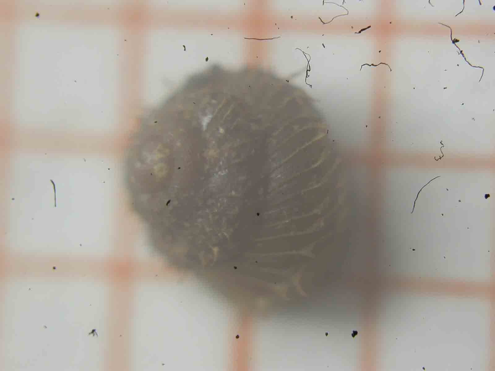 Micro gasteropode [Acanthinula aculeata]