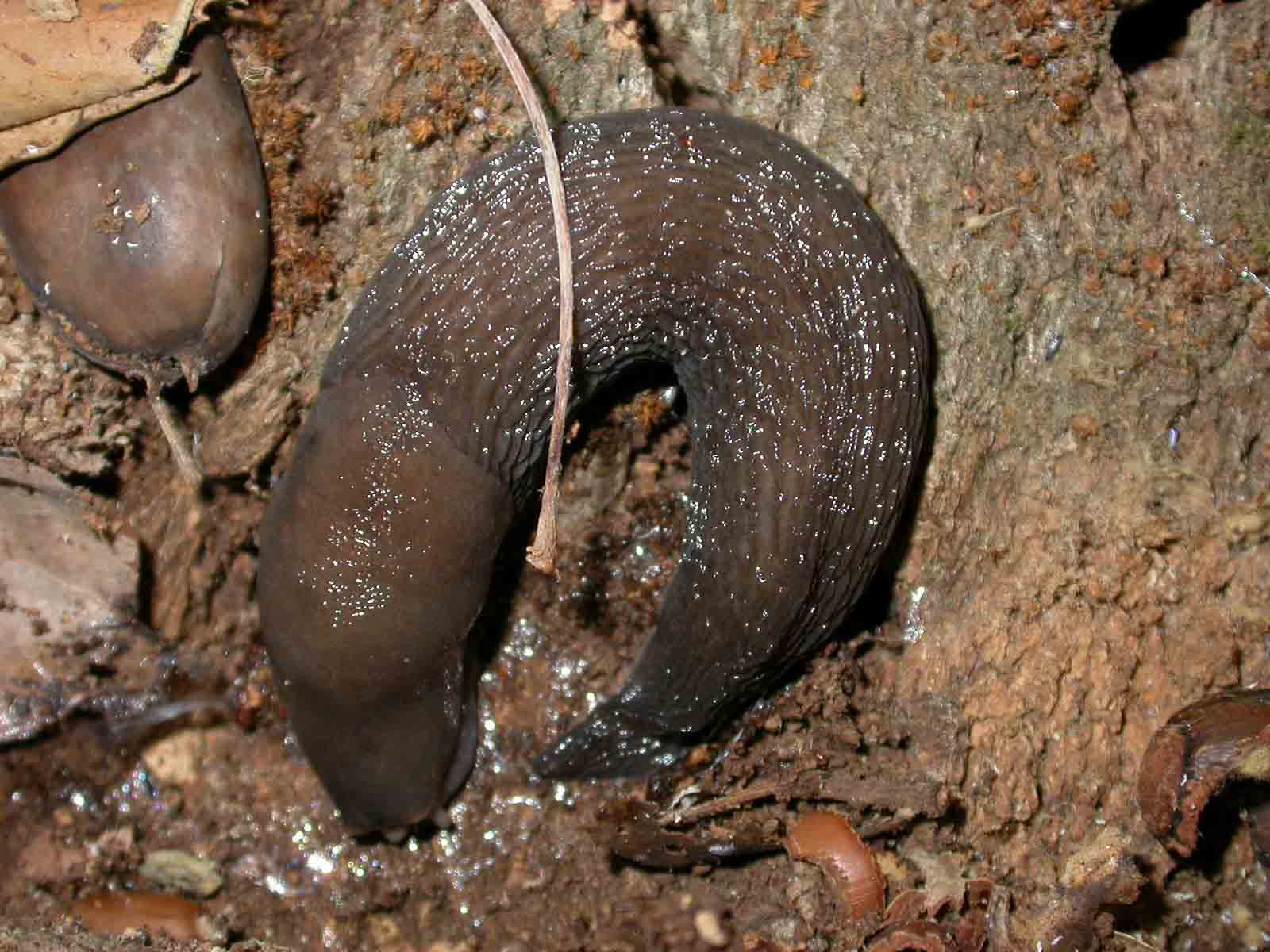 Limax sardo da Monti dei Sette Fratelli (CA)