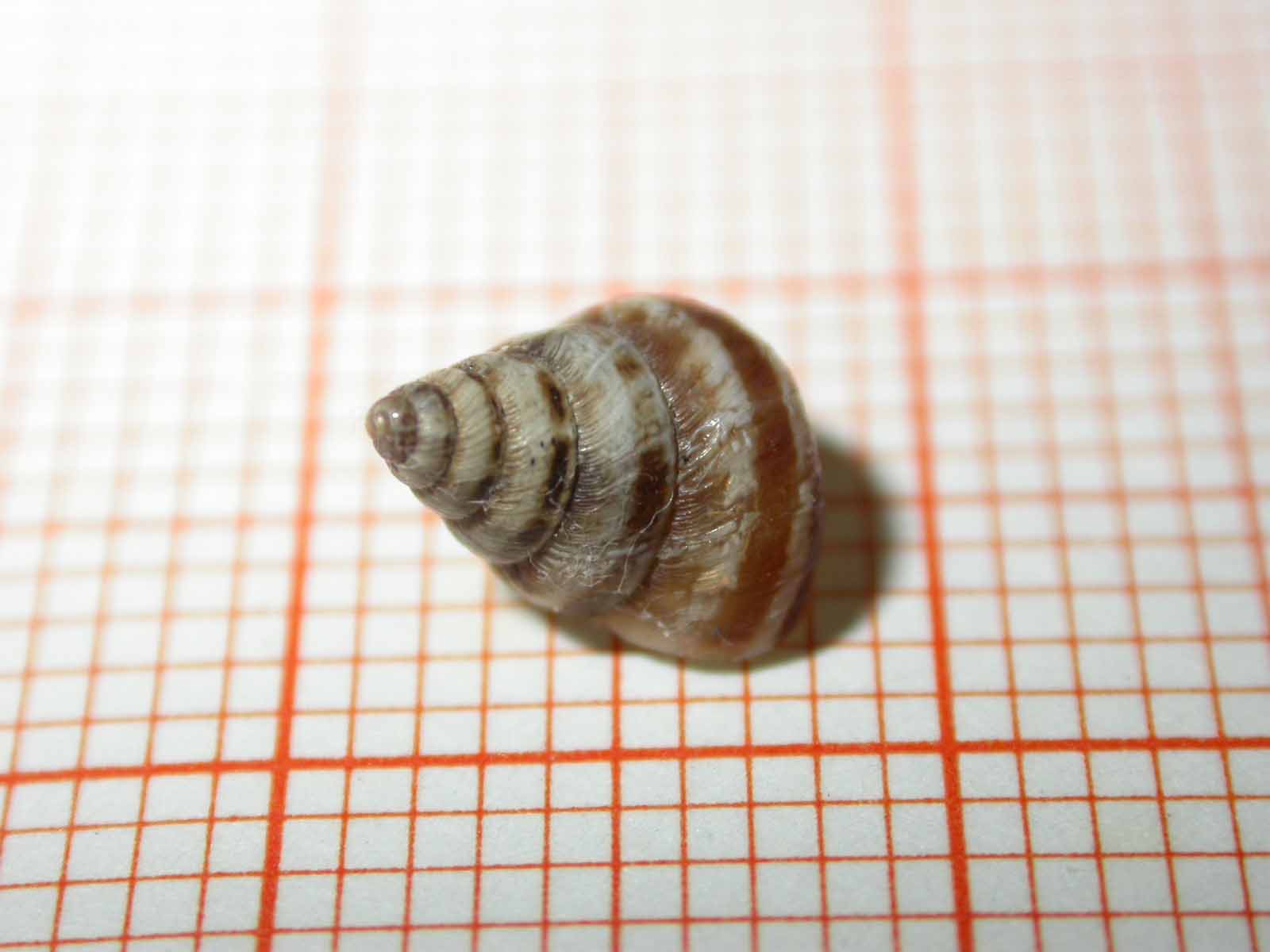 cosa sar (Cochlicella conoidea )