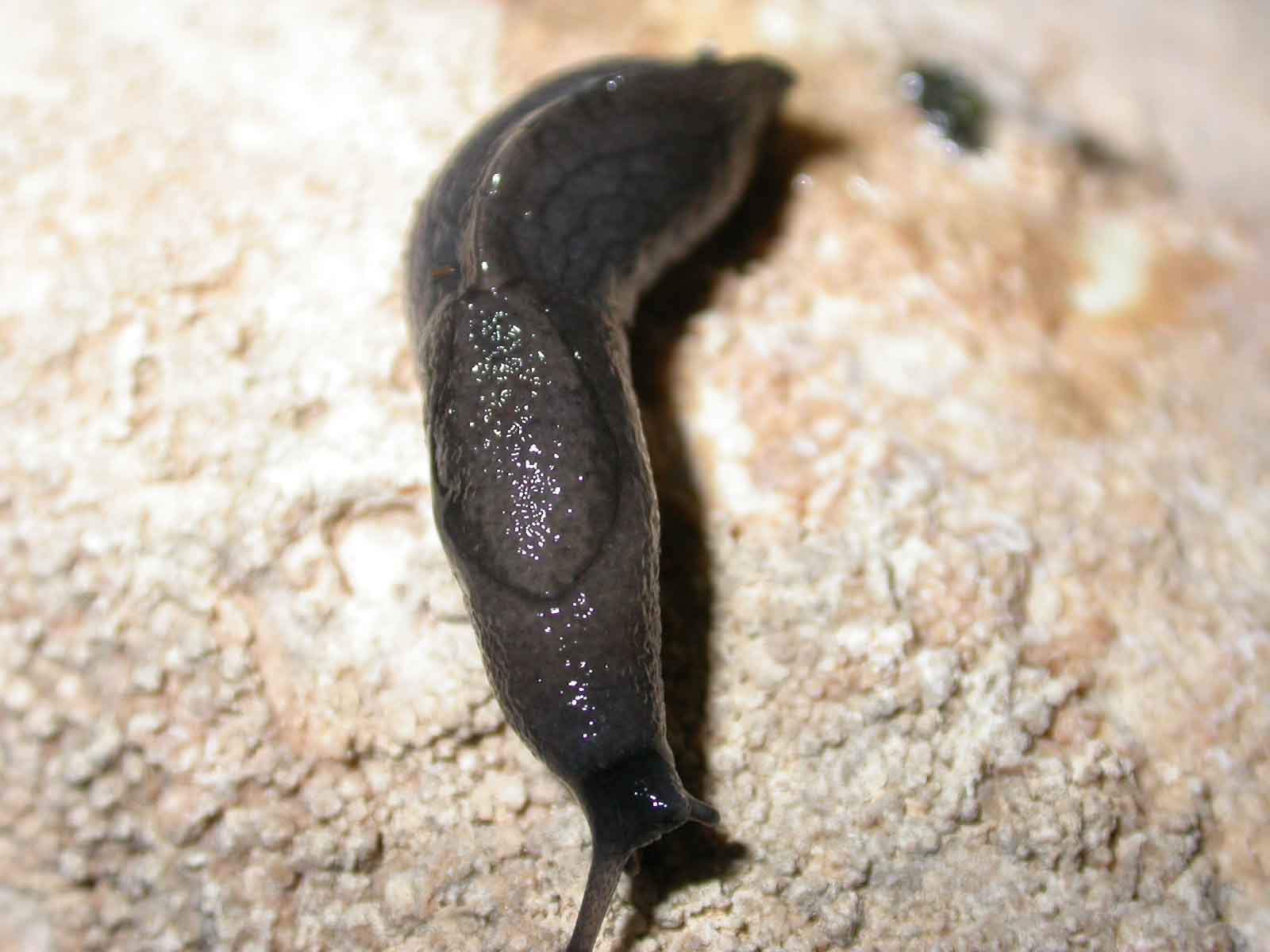 Milacide dalla Sardegna(Tandonia sowerbyi)