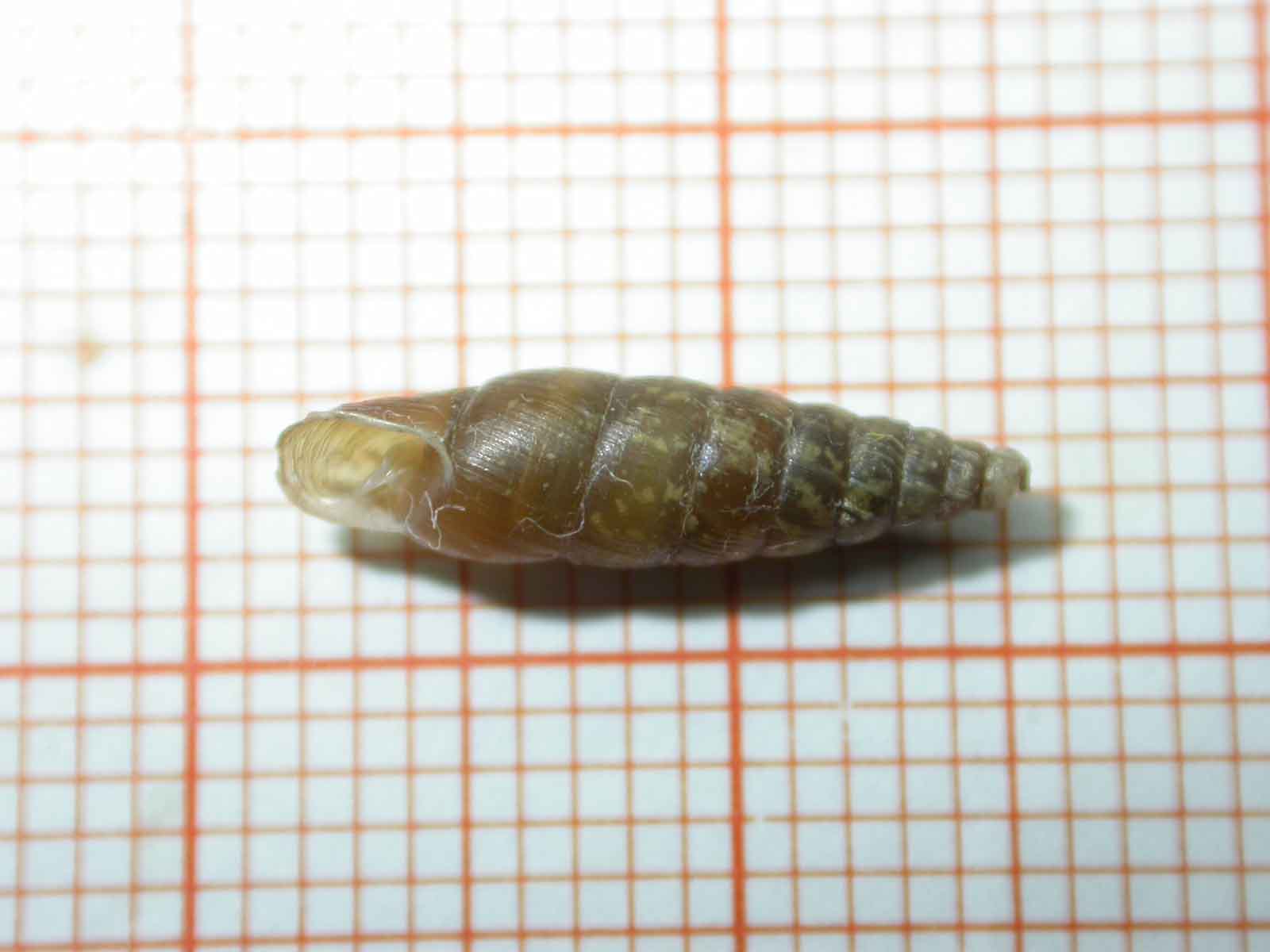 Cosa ?[Cochlodina kuesteri (Rossmssler, 1836) ]