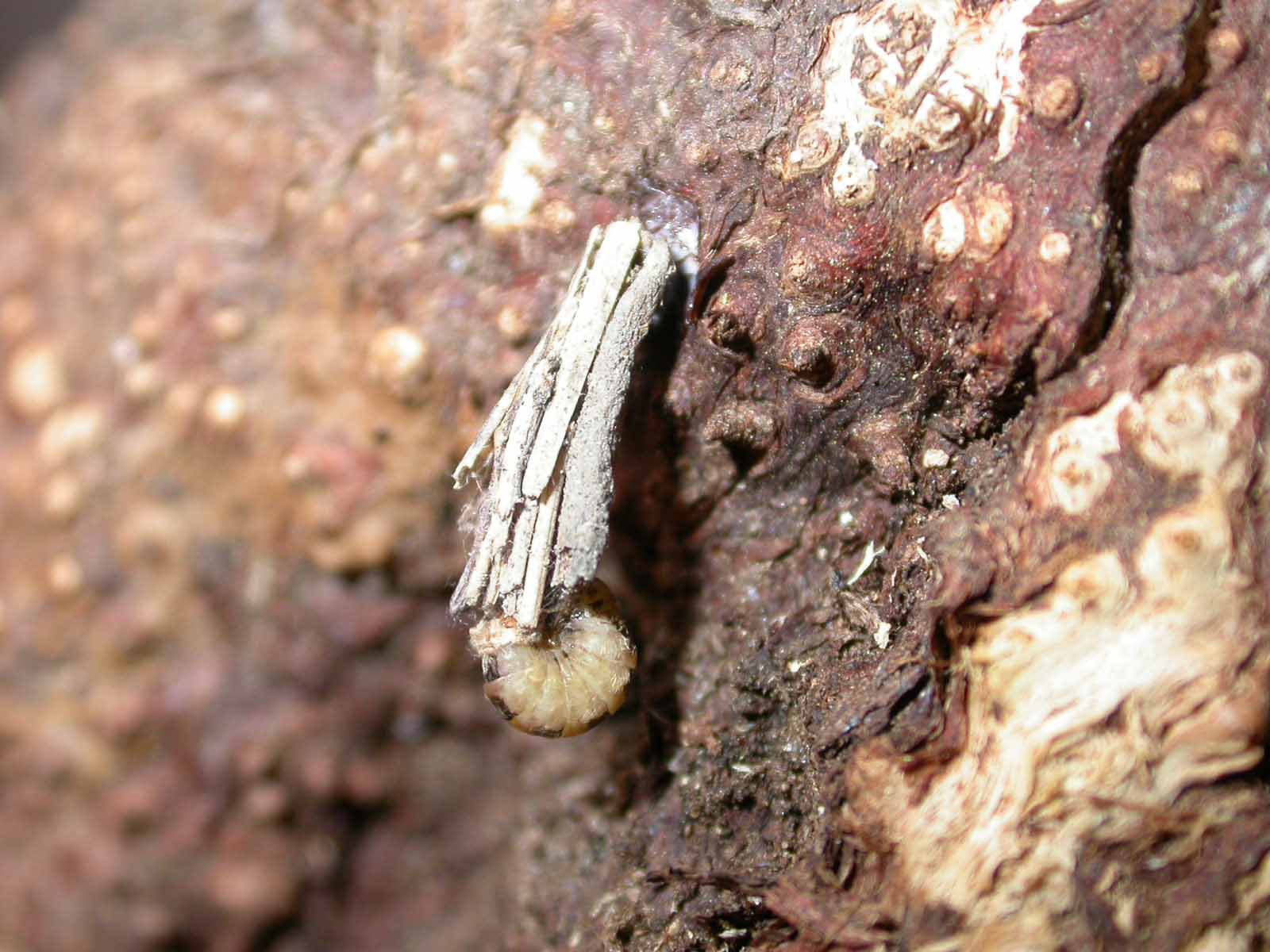 Fumea casta femmina (lep. Psychidae)