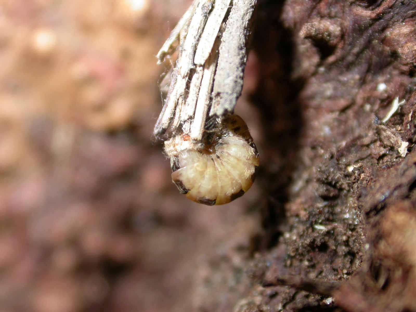 Fumea casta femmina (lep. Psychidae)