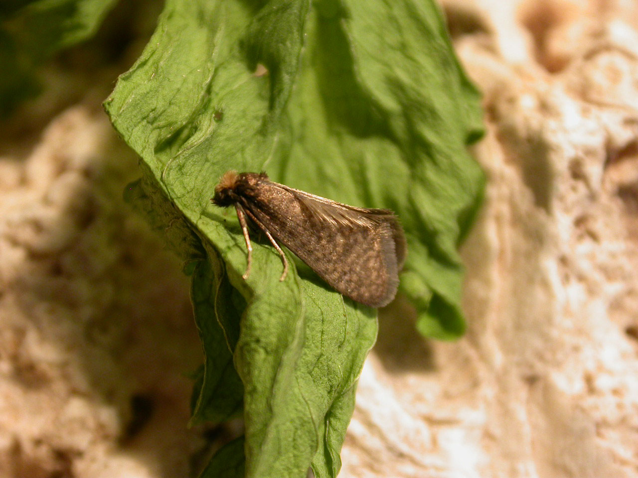 Taleporia tubulosa (lep. Psychidae)