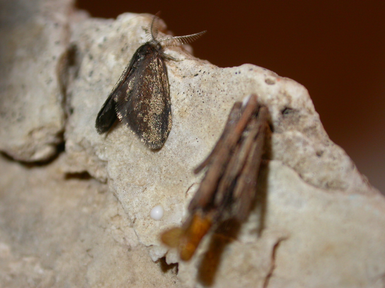 Fumea casta (lep. Psychidae)