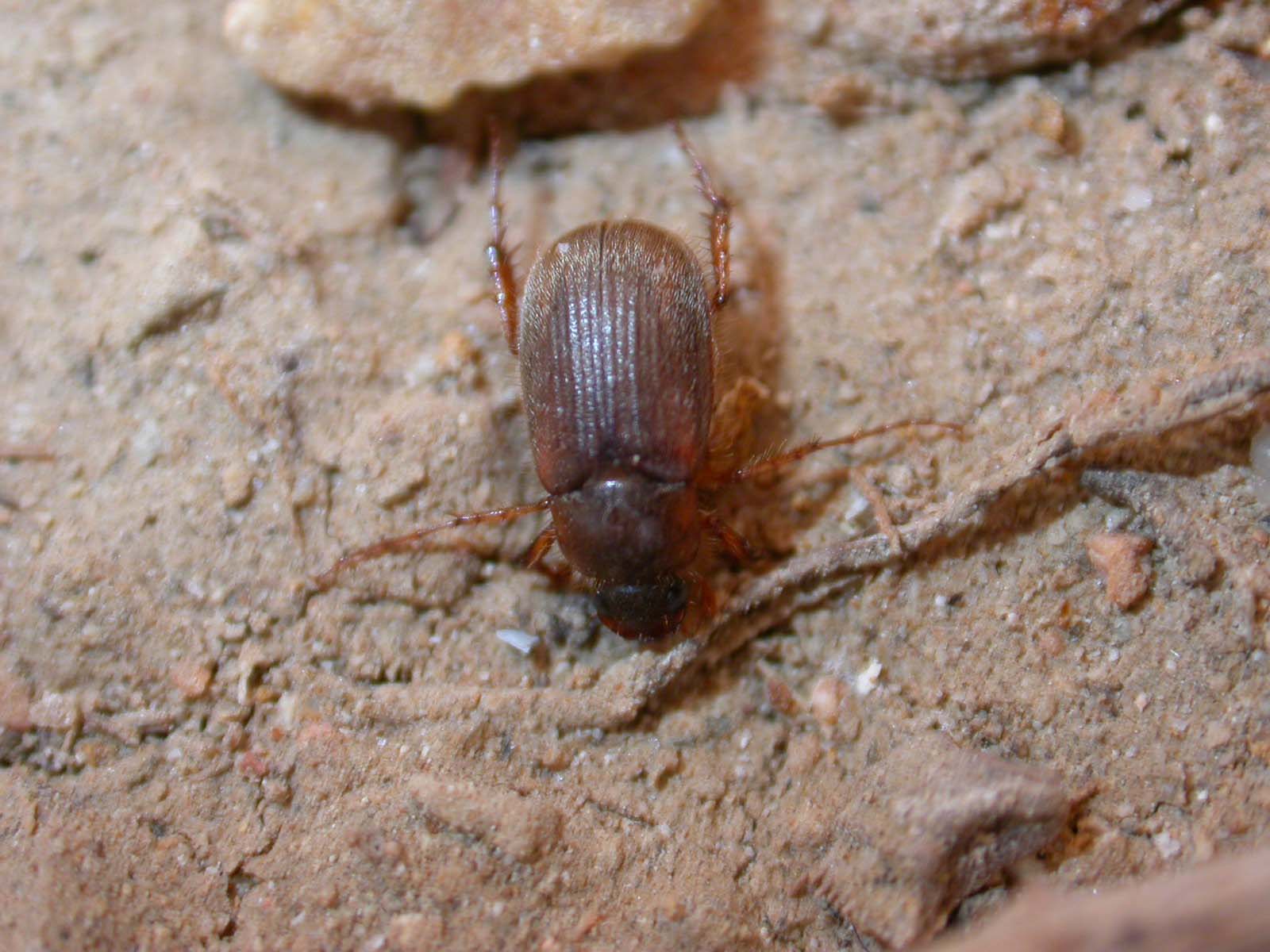 Triodonta alni (col. Melolonthinae)