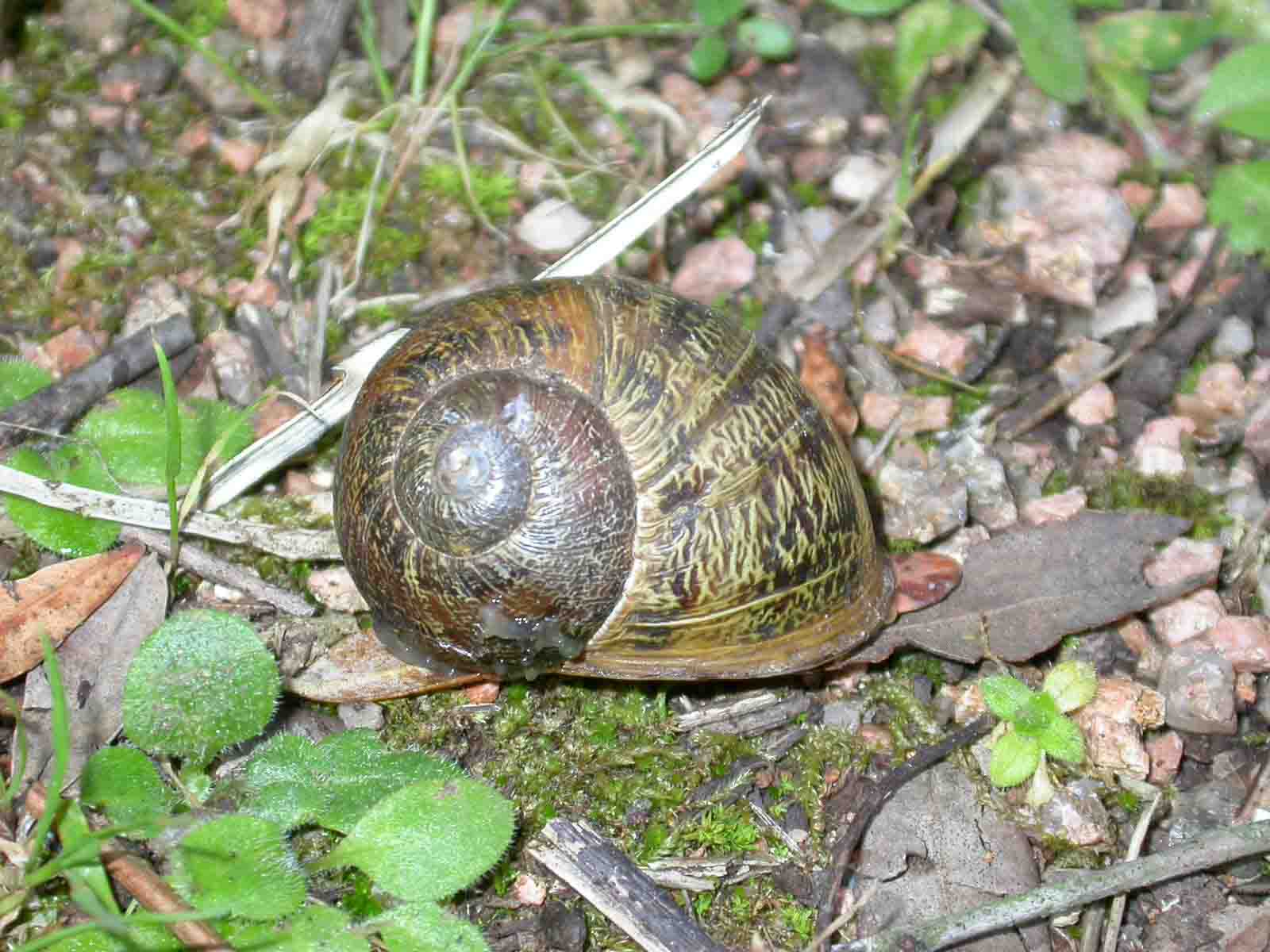 Helix aspersa