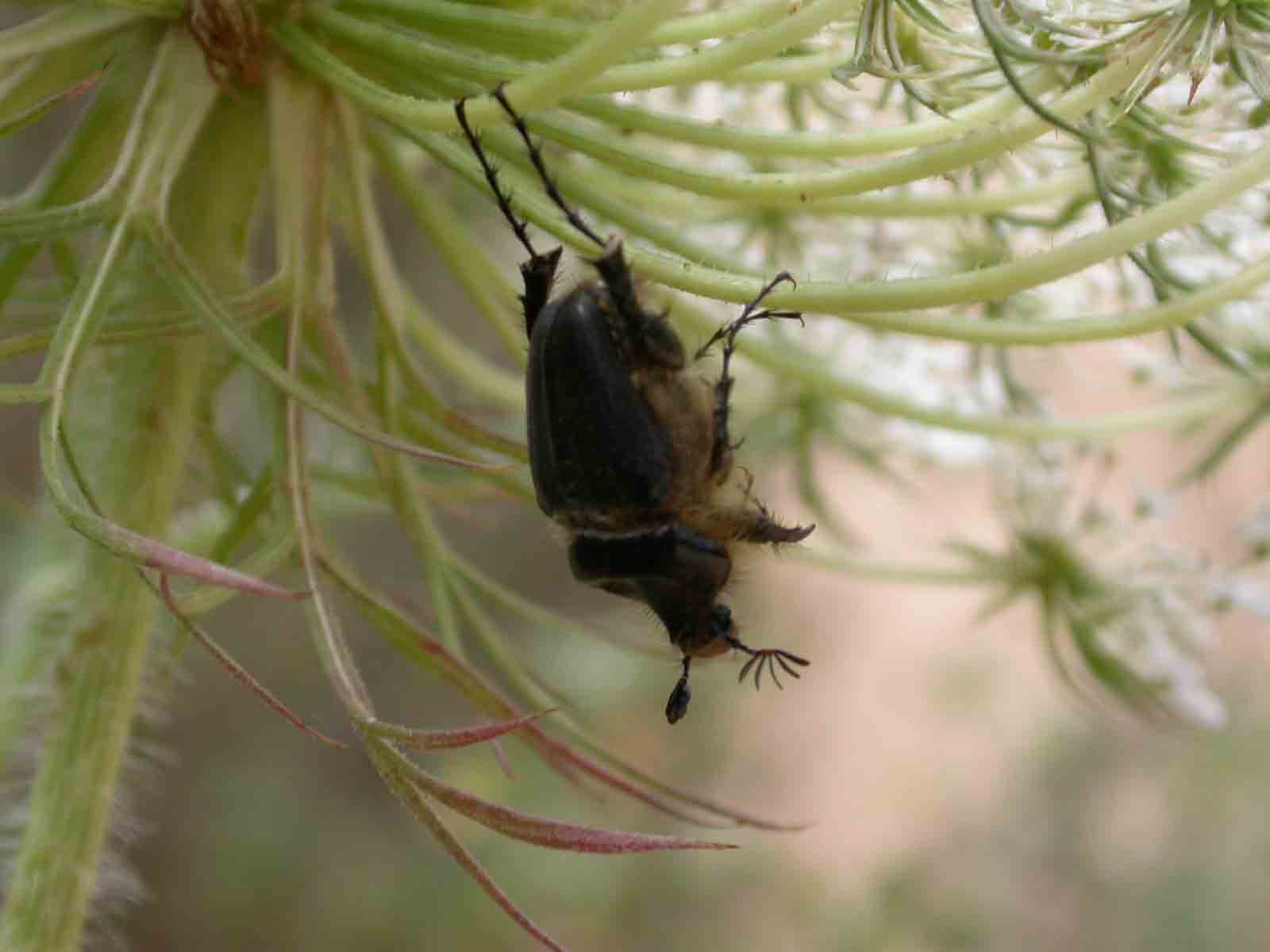 Pachypus candidae