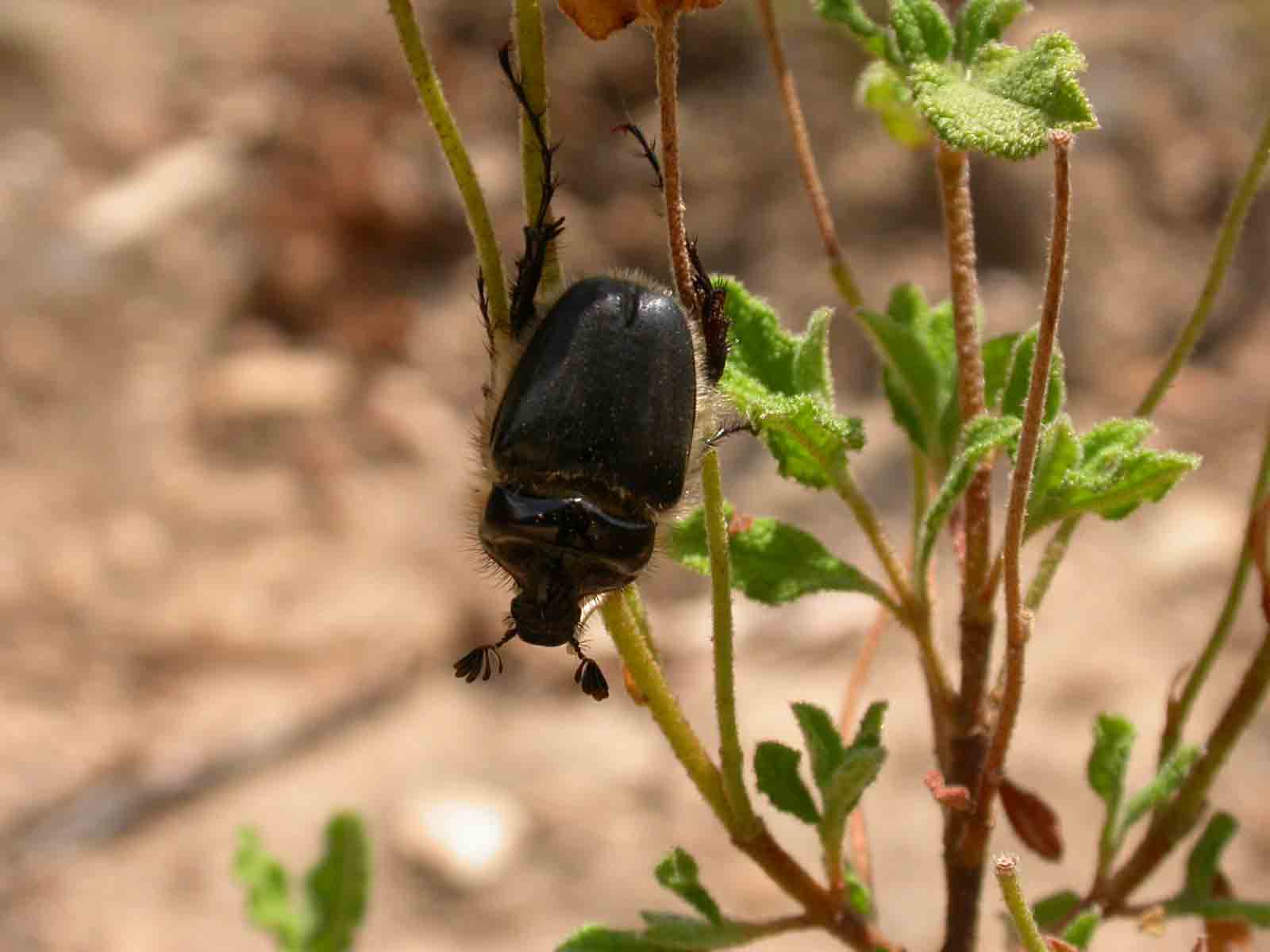 Pachypus candidae