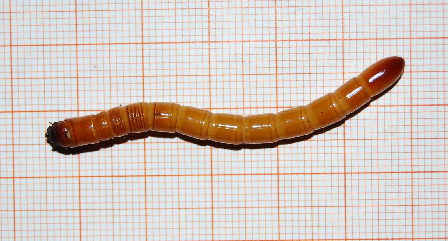Determinazione larva elateride