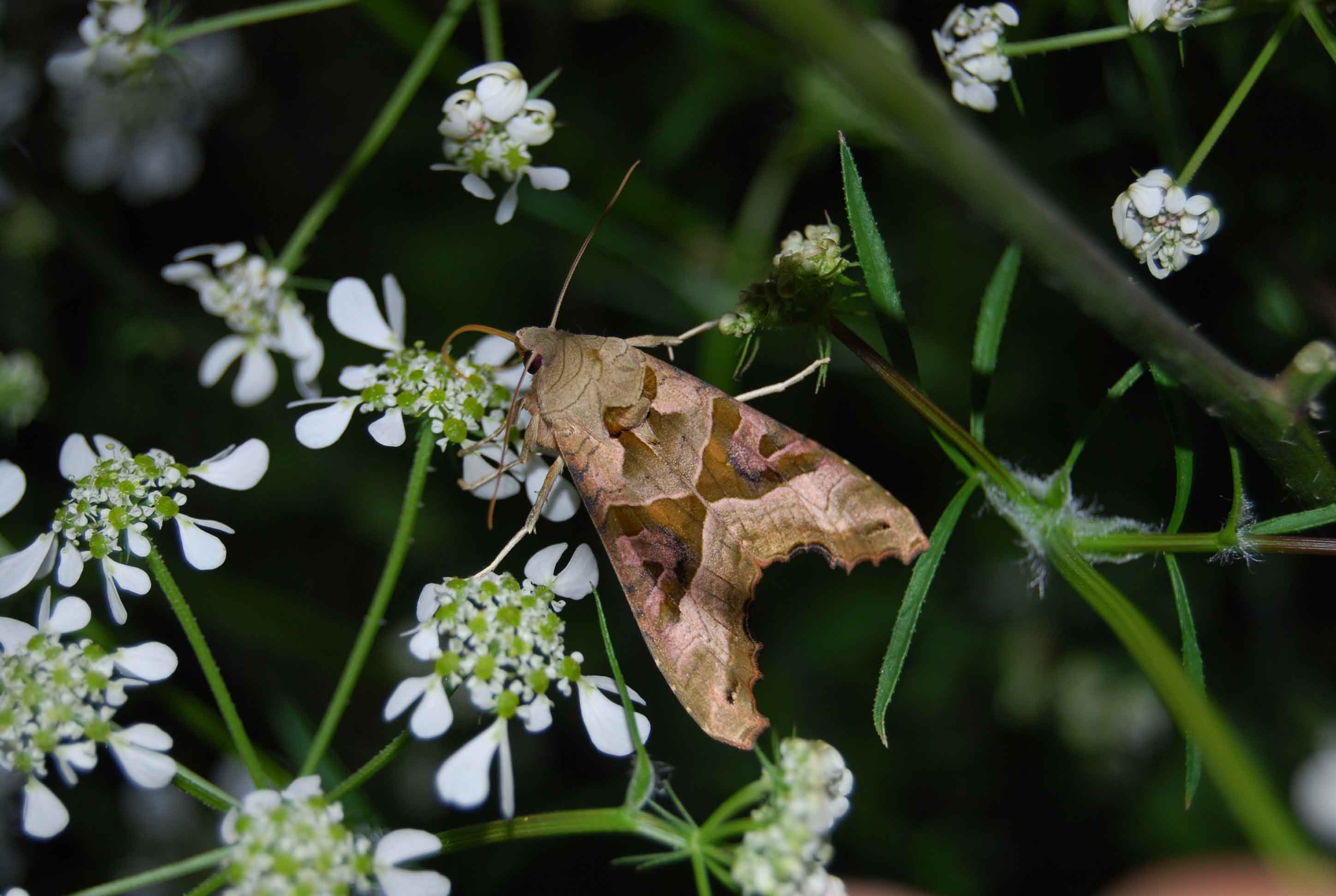 Phlogophora meticulosa a cena