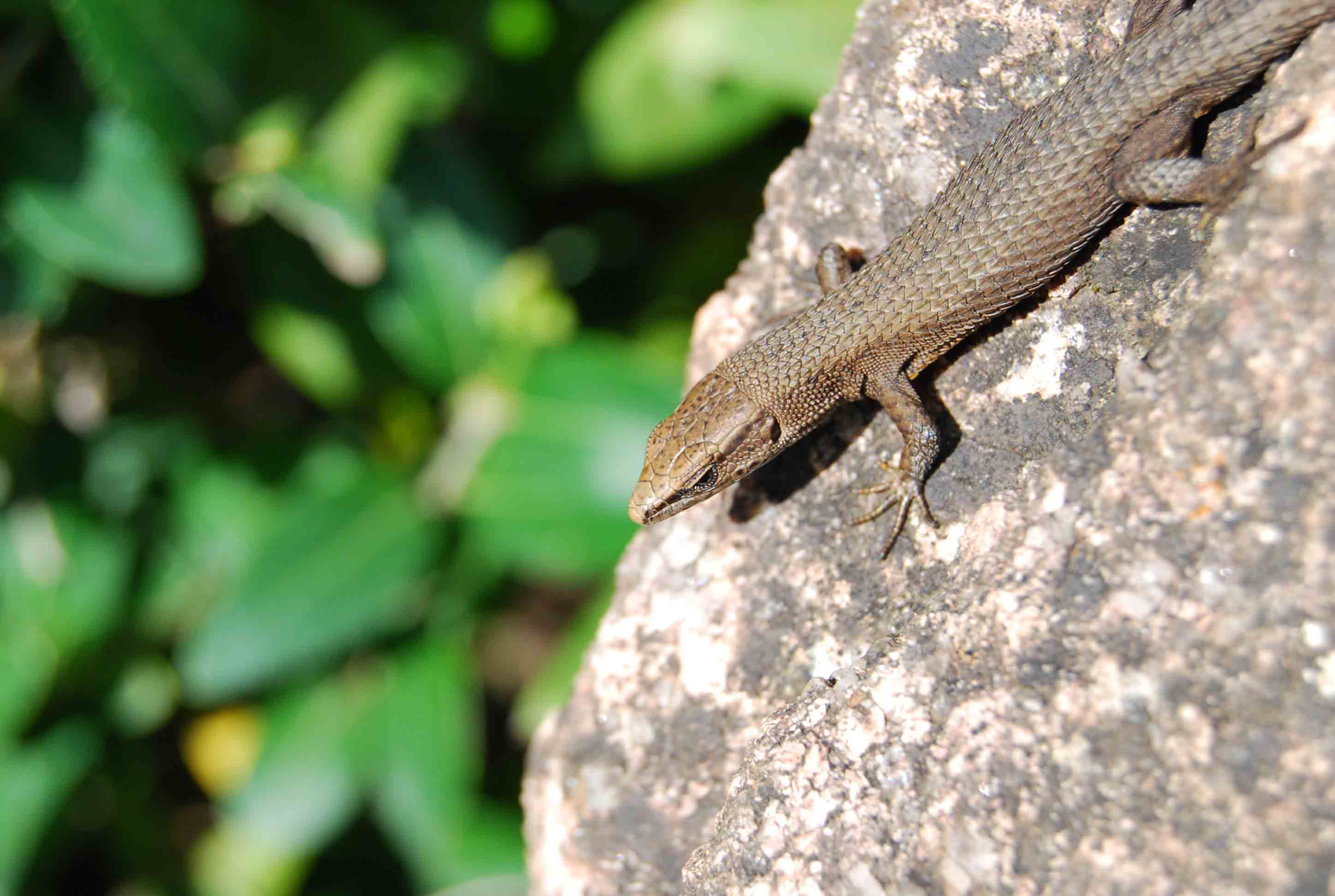 Algyroides fitzingeri?