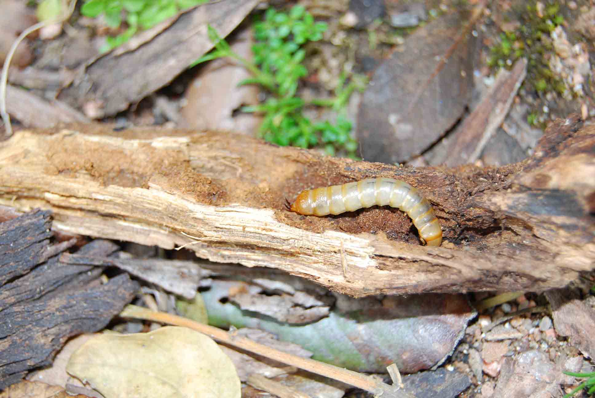 Larva di Allardius sardiniensis (Col. Tenebrionidae)