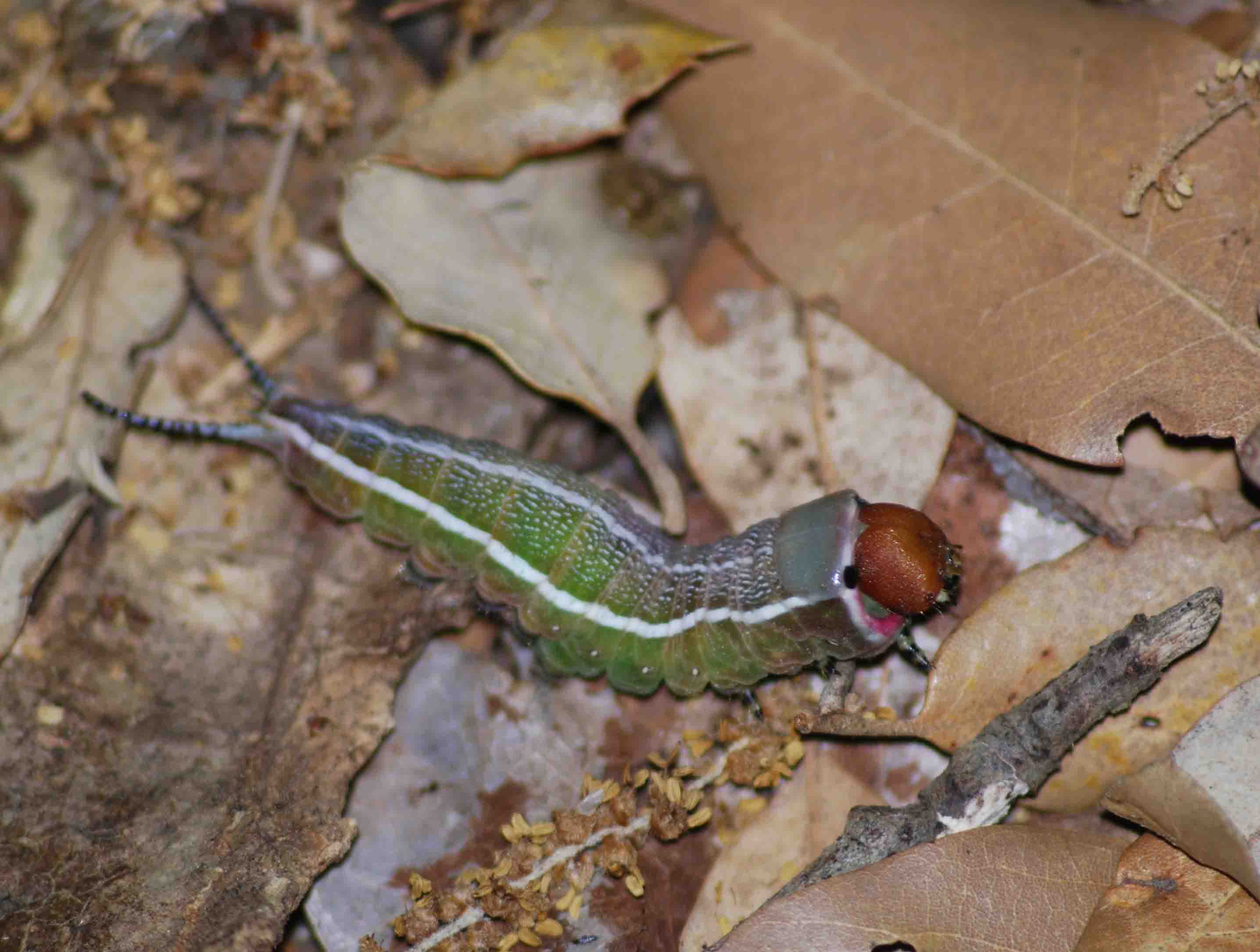 Larva Cerura vinula