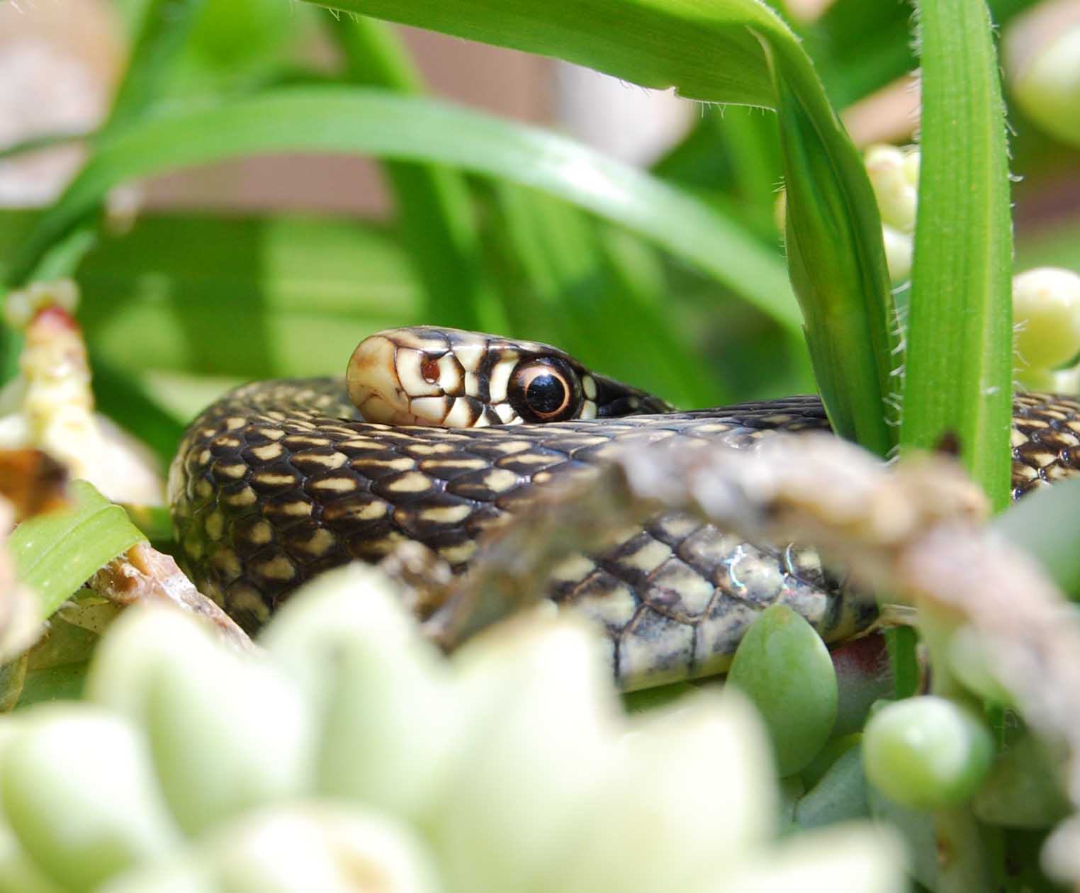 Coluber viridiflavus