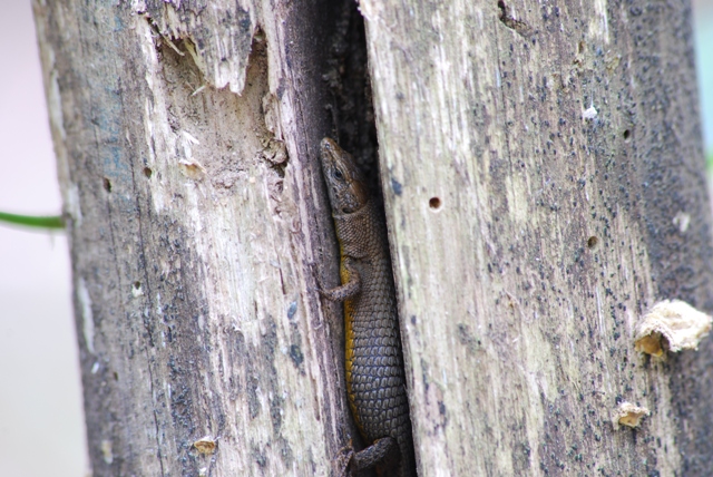 Algyroides fitzingeri