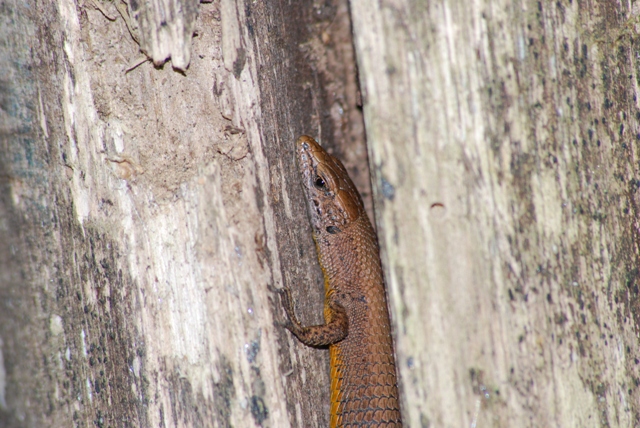 Algyroides fitzingeri