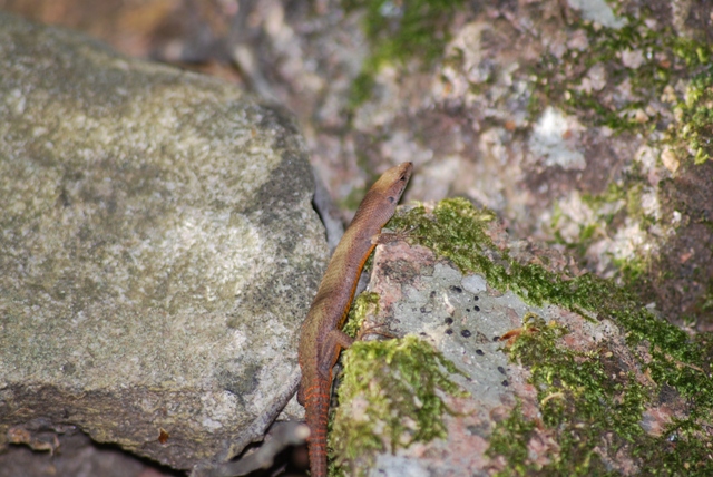Algyroides fitzingeri