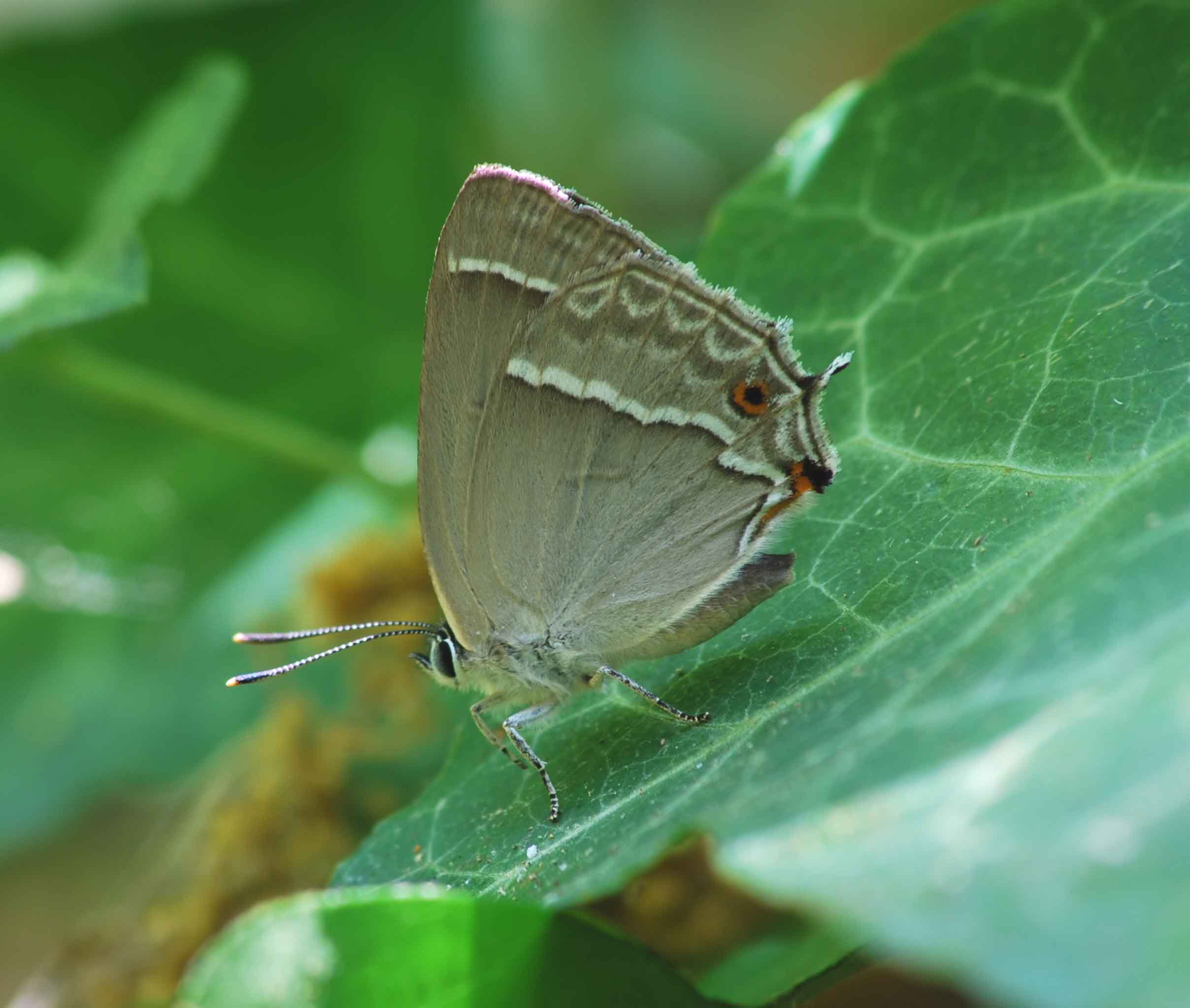 Neozephirus quercus = Thecla quercus