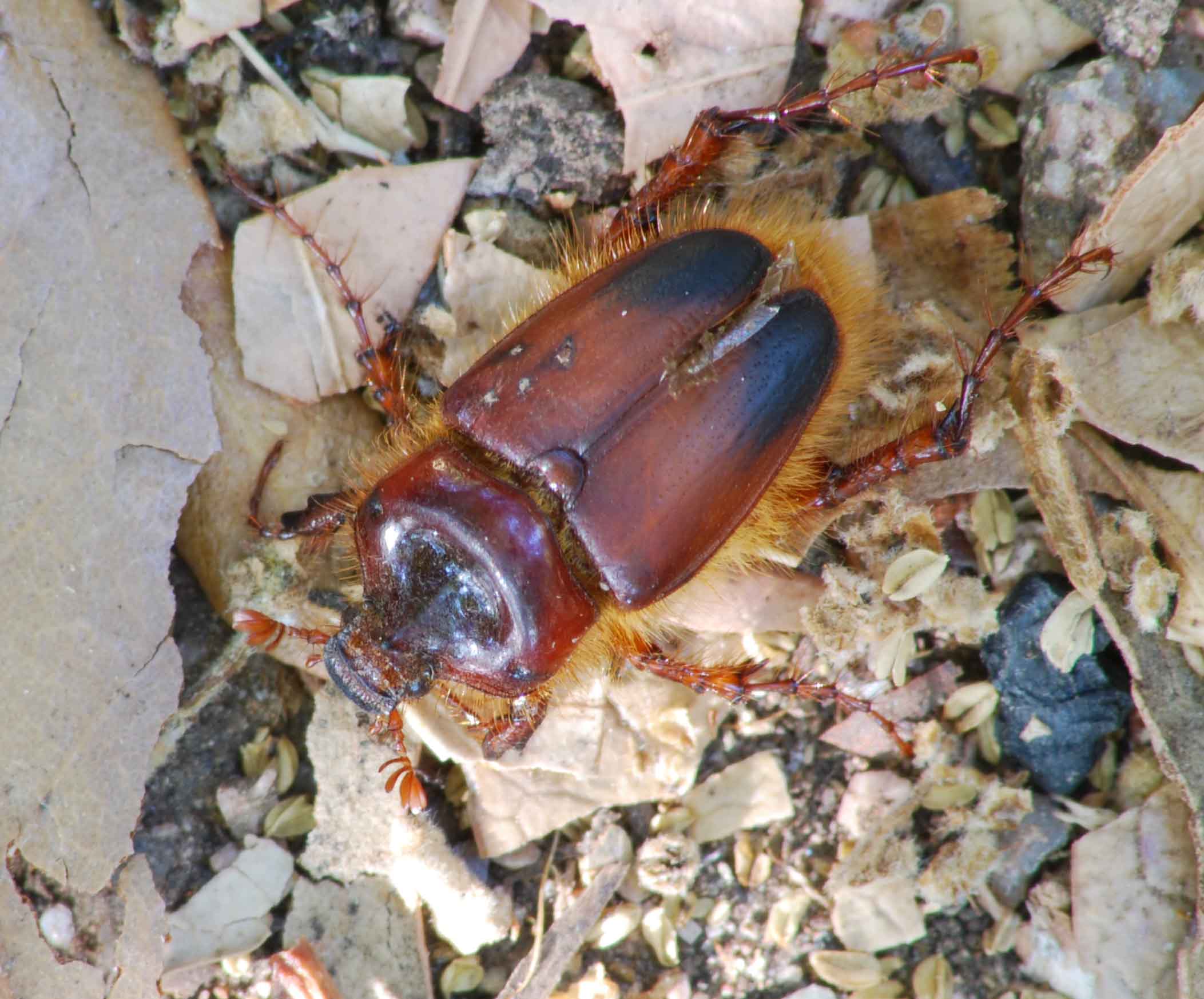 Pachypus candidae (maschio)