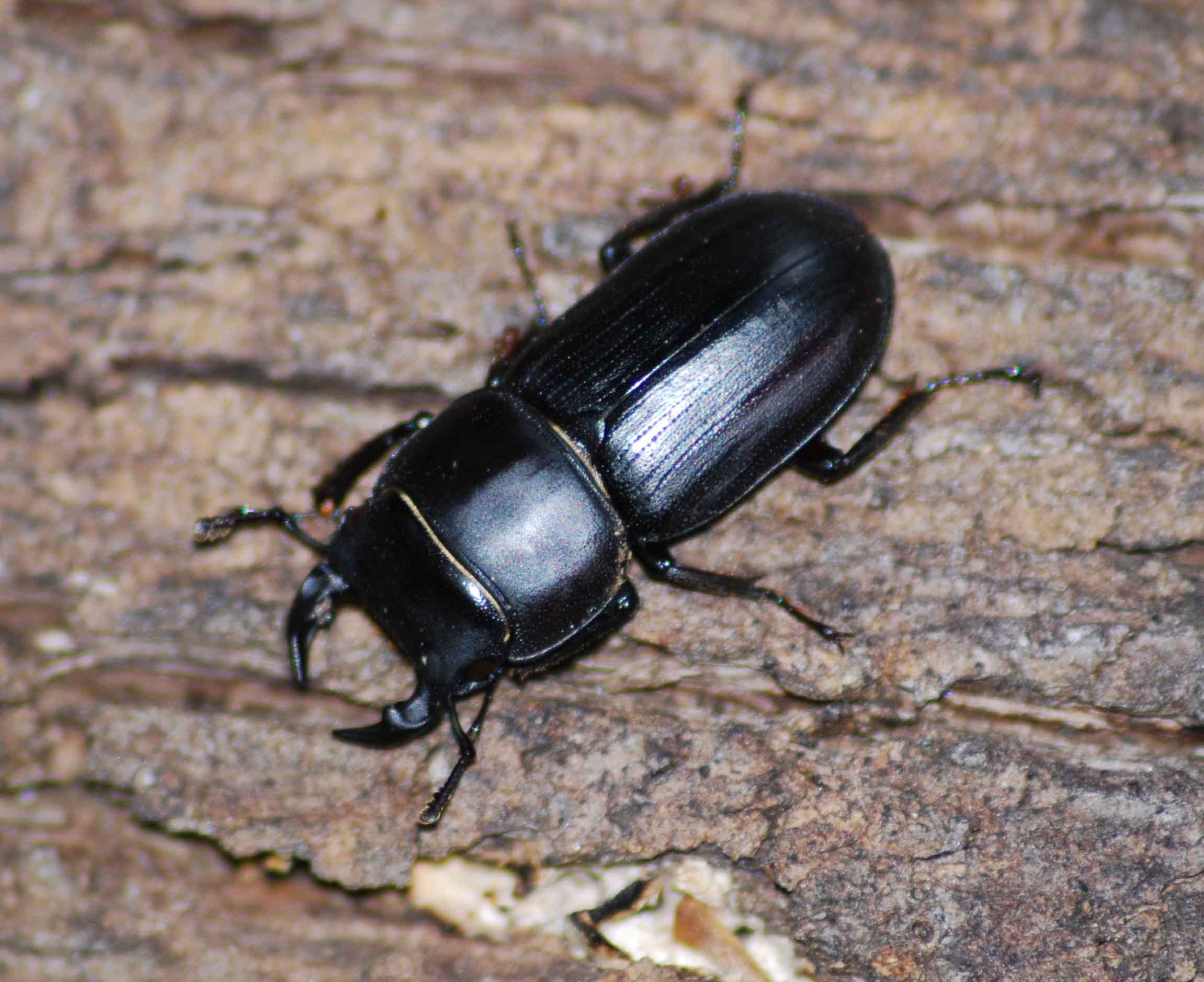 Dorcus musimon