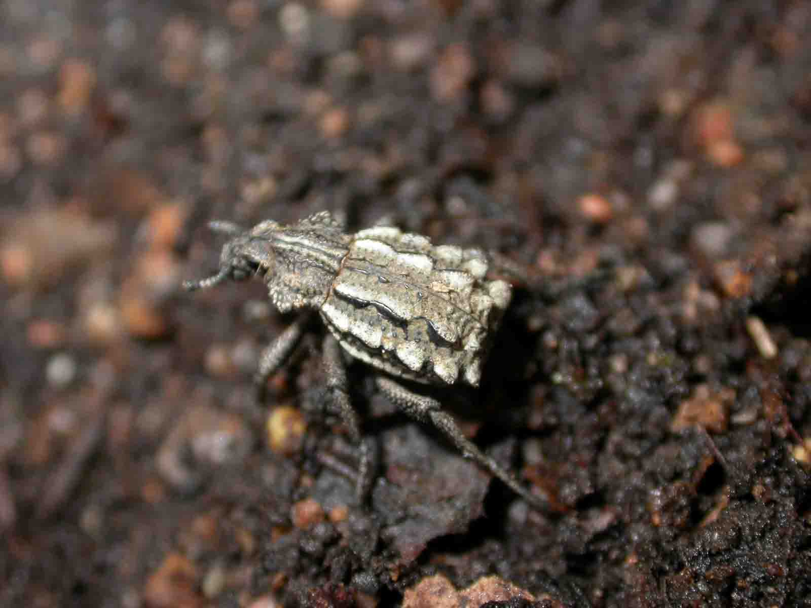 Brachycerus albidentatus della Sardegna