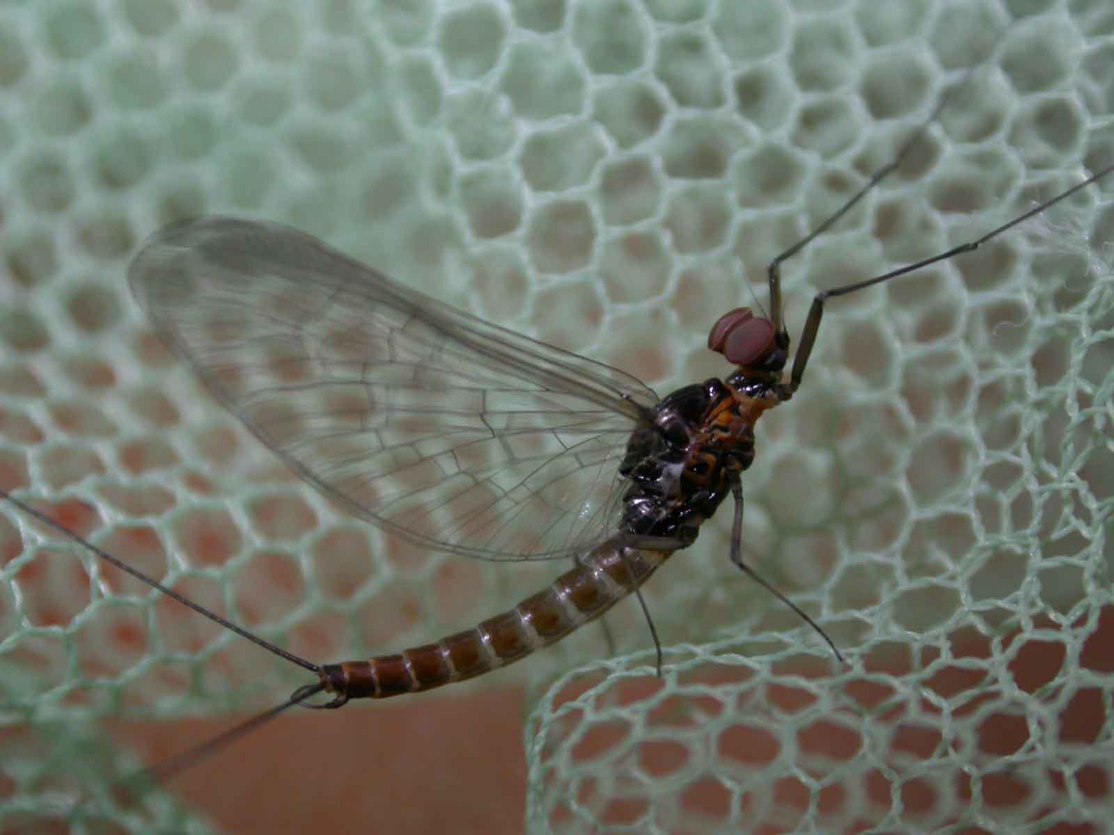 Probabile Pseudocentroptilum sp.