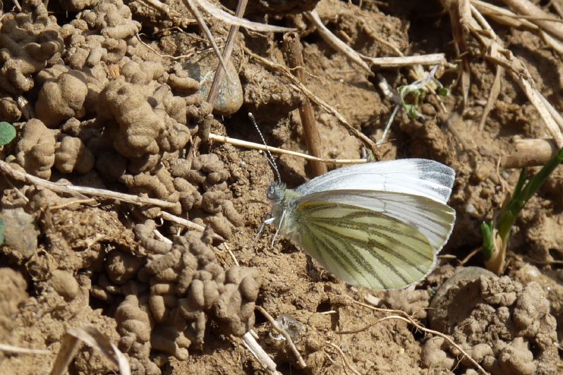 Storia di una Pieris napi