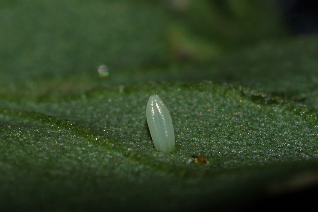 Storia di una Pieris napi