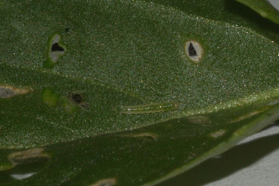 Storia di una Pieris napi