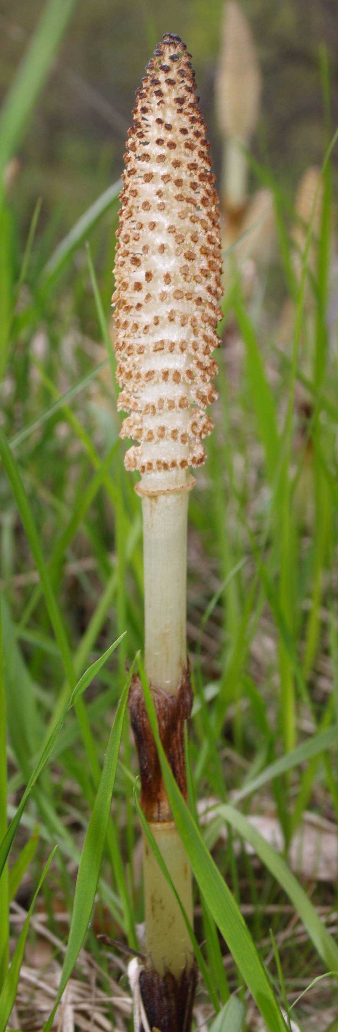 Equisetum arvense