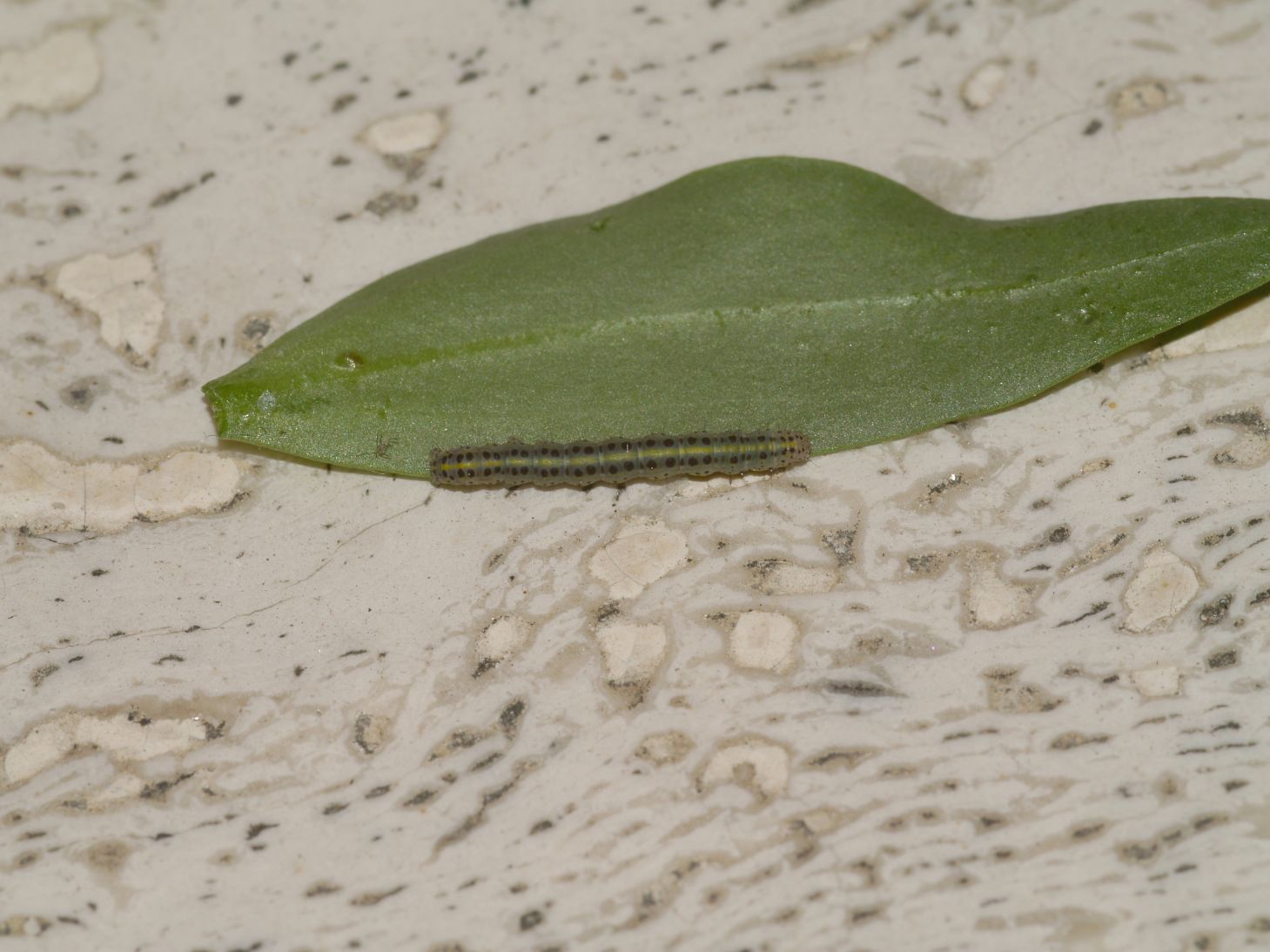 Identificazione larva - Calophasia platyptera