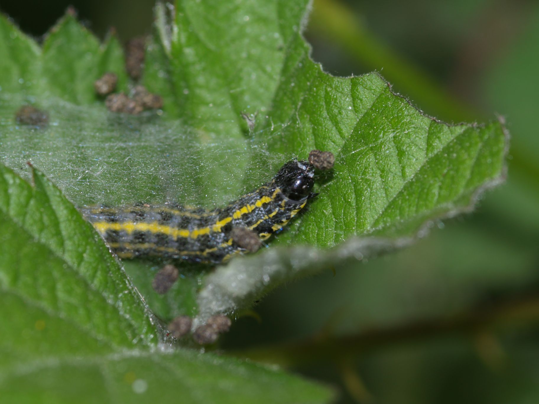 Orthosia (Monima) miniosa