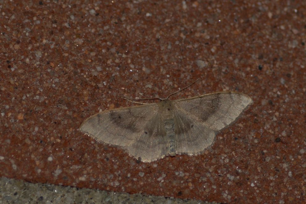 Idaea degeneraria