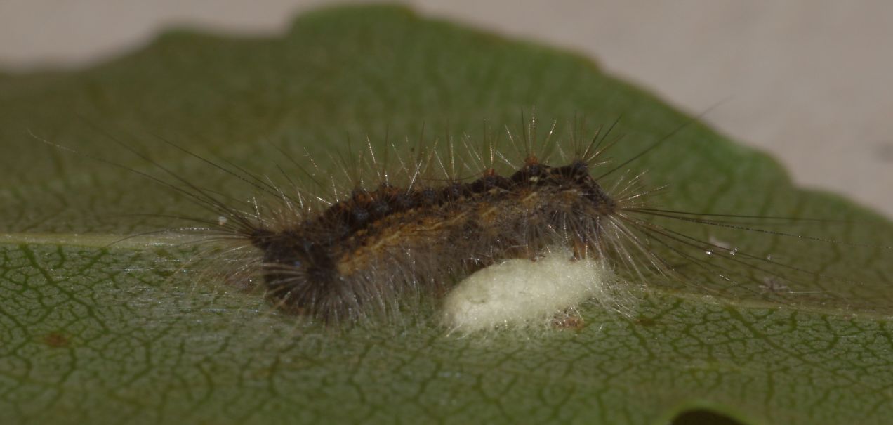 Larva di Lymantria dispar parassitata da Braconide