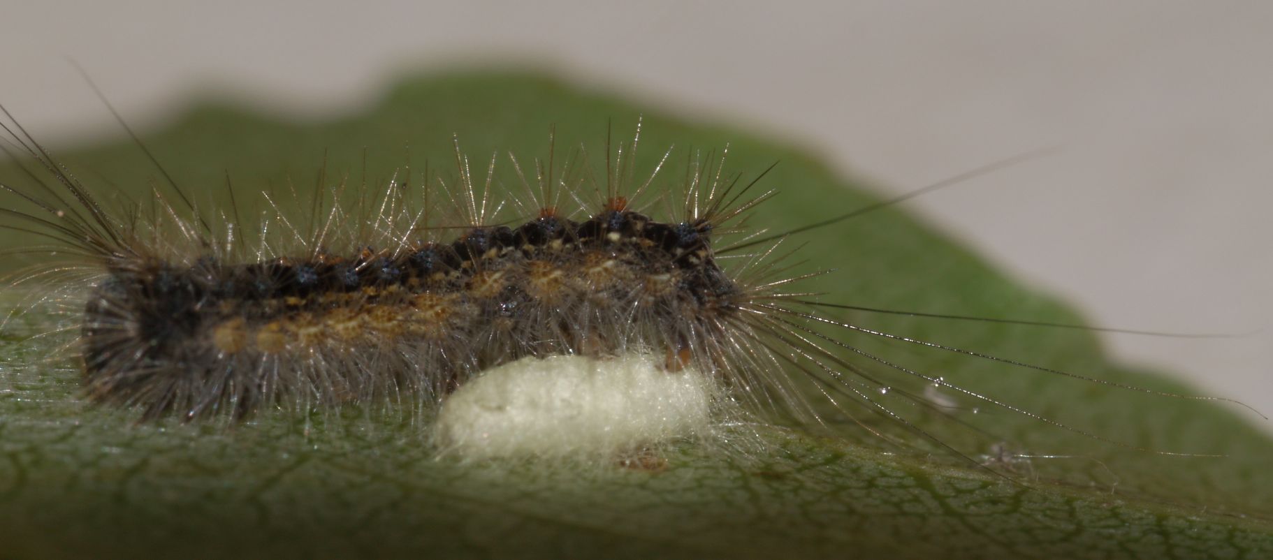 Larva di Lymantria dispar parassitata da Braconide