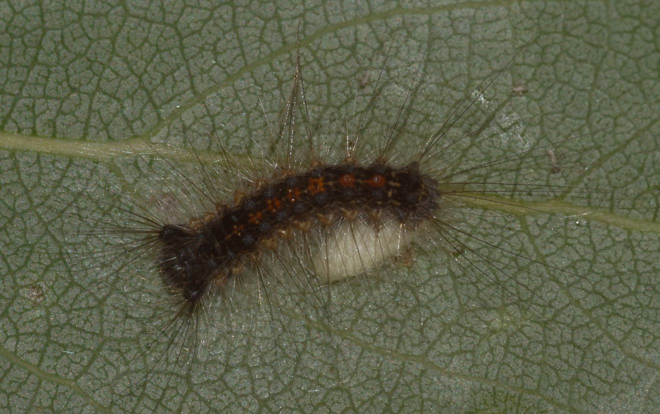 Larva di Lymantria dispar parassitata da Braconide