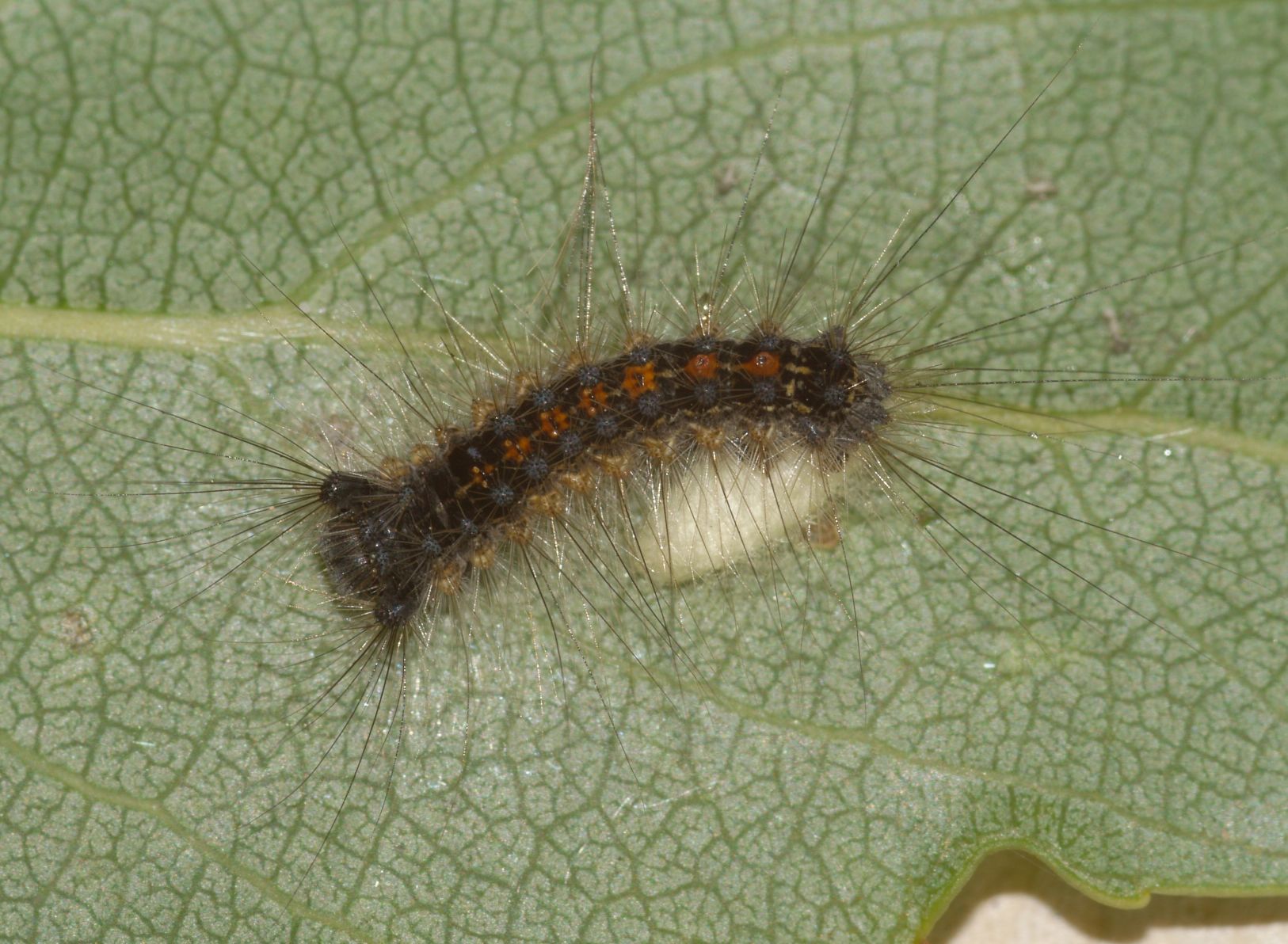 Larva di Lymantria dispar parassitata da Braconide