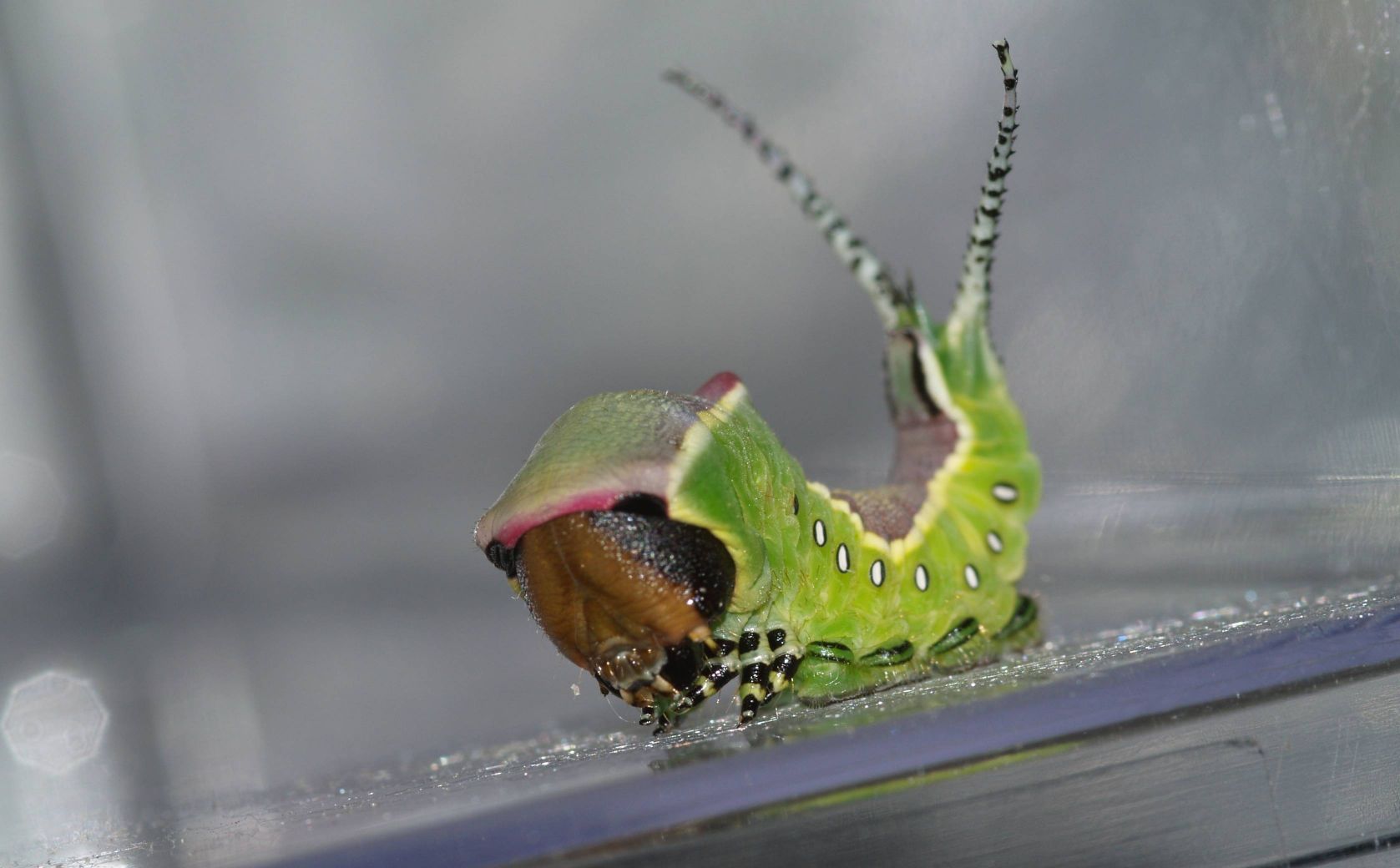 Bruco di Cerura vinula