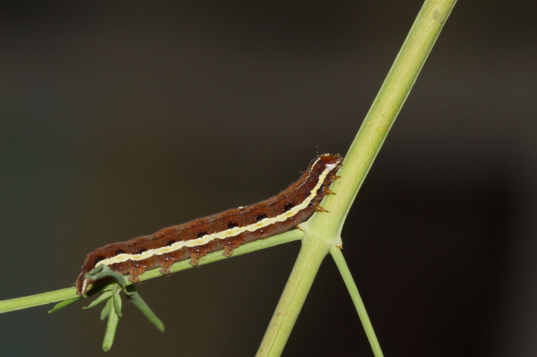 larva di Aporophyla nigra???