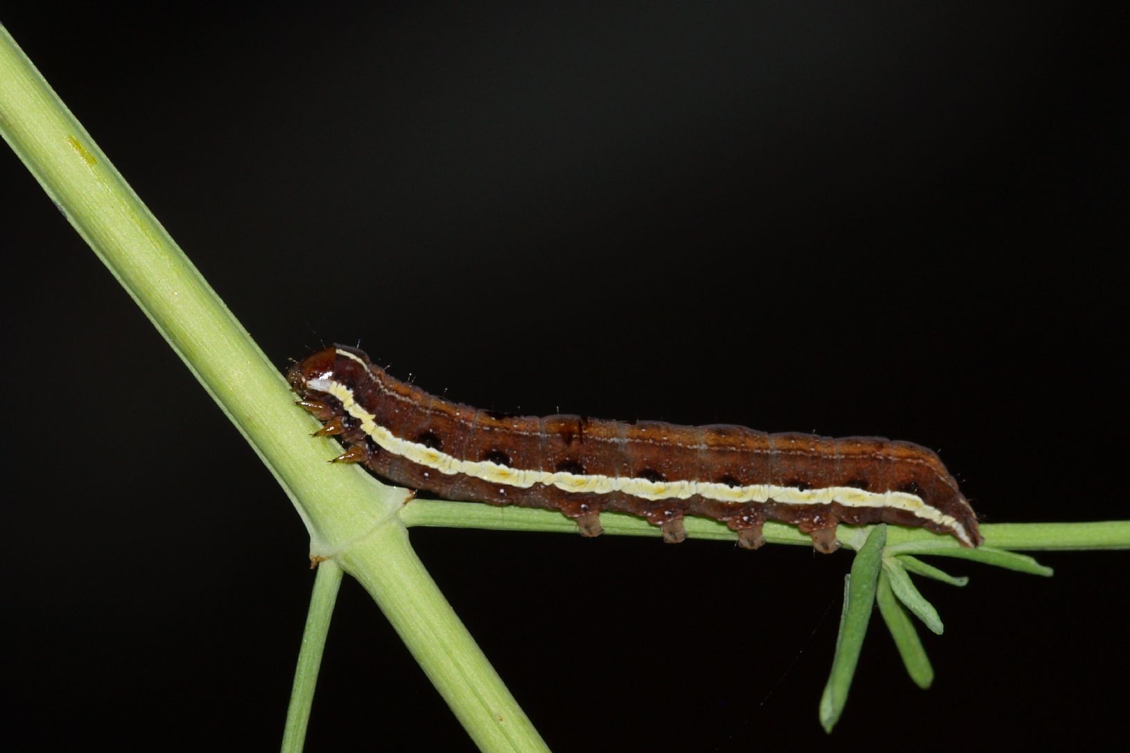 larva di Aporophyla nigra???