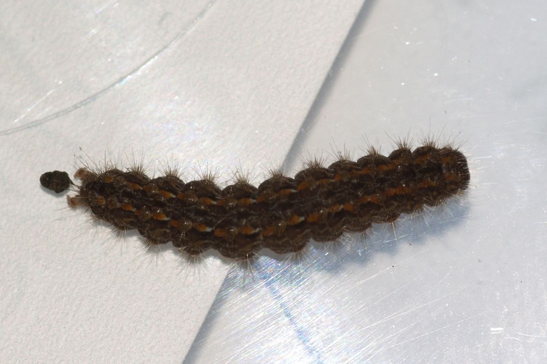 Identificazione larva (Eilema sp.)