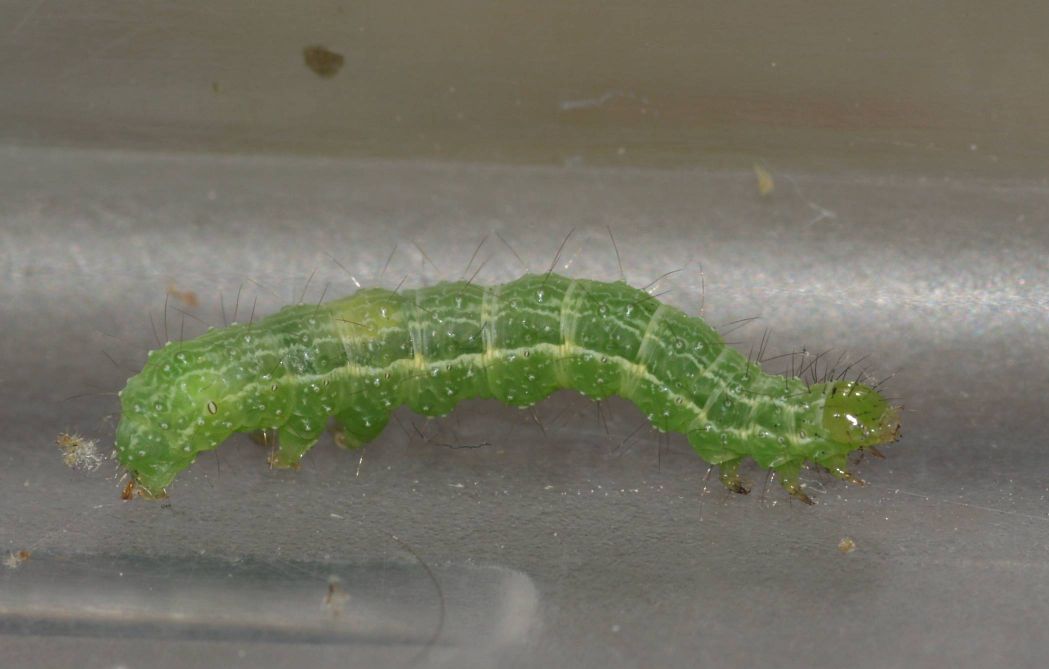 identificazione larva