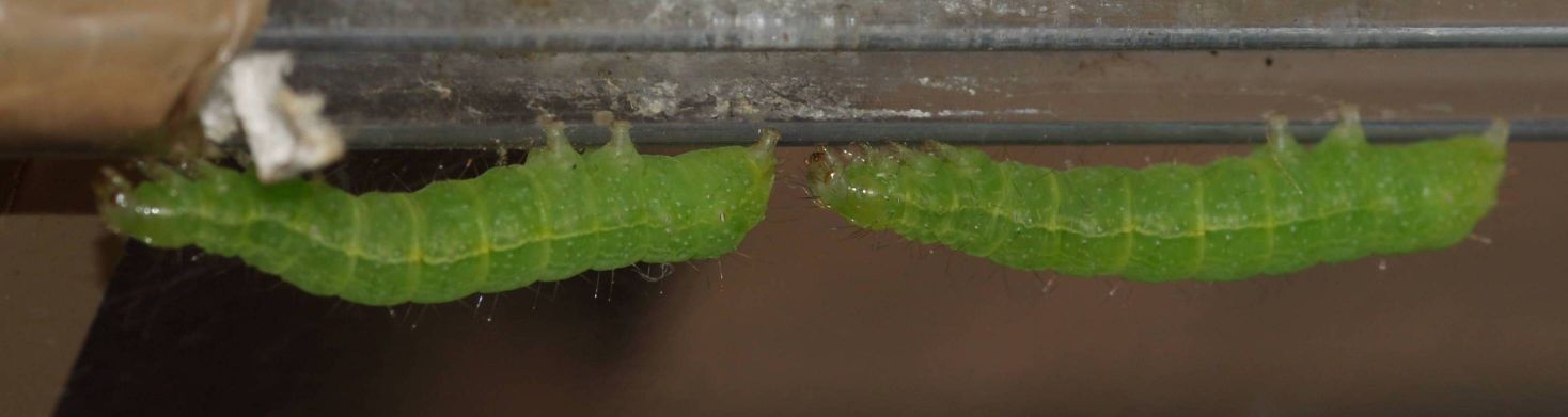 identificazione larva