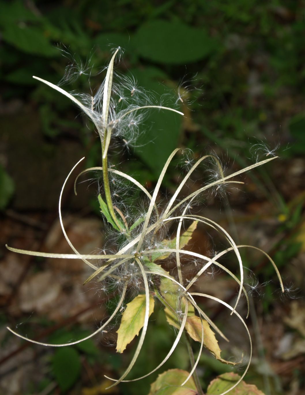 Cos ? - Epilobium sp.