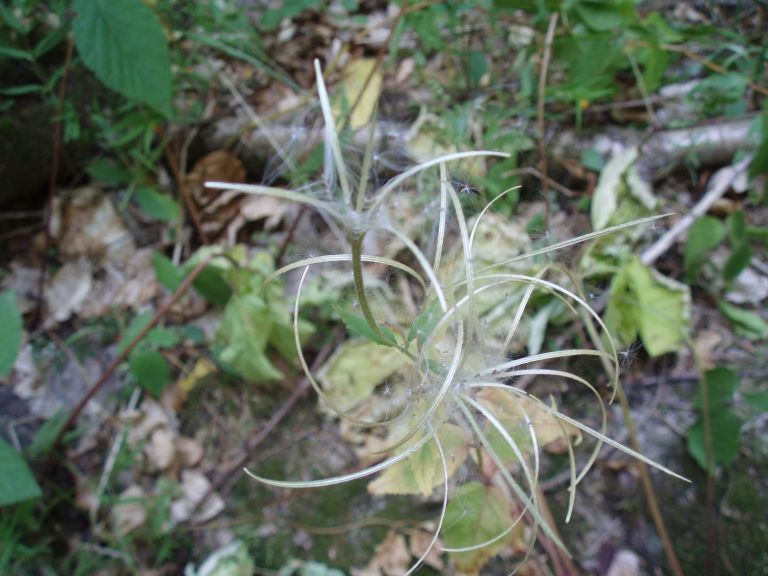Cos ? - Epilobium sp.
